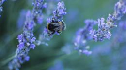 Bee on Lavender along Southend sea front. Taken with Canon 550d and Nikon 35mm f1.8 with
									 Nikon G to Canon EOS adaptor. The razor thin depth of field achieved with the very close focus
									 on the 35mm f1.8 draws the viewers attention right to the subject in this image.