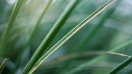 Grass along Southend sea front. Taken with Canon 550d and Nikon 35mm f1.8 with Nikon G to
									 Canon EOS adaptor. Again the razor thin depth of field really highlights the single blade of
									  grass in the centre of the frame.