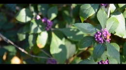 First film I ever created, a simple test of the video features on my Nikon D3100 DSLR.
									 I spent some time trying to capture some simple beauty shots with the kit lens. Far from perfect
									 as the D3100 doesn't allow control over shutter speed, this resulted in the stutter in the video.